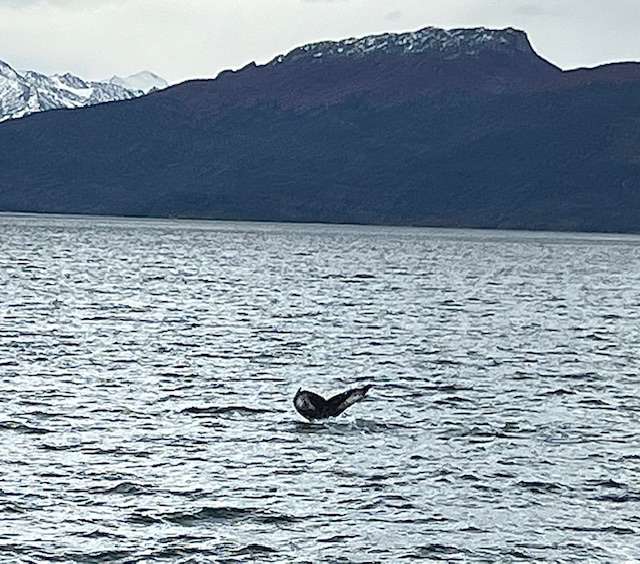 Where to See Whales in Argentina